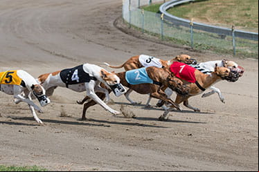 Greyhounds racing.