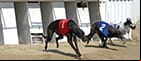 greyhound race