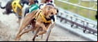 greyhound race